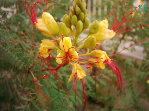 Bahçelerin Şıklığı: Zamparabıyığı (Caesalpinia gilliesii) — inline image