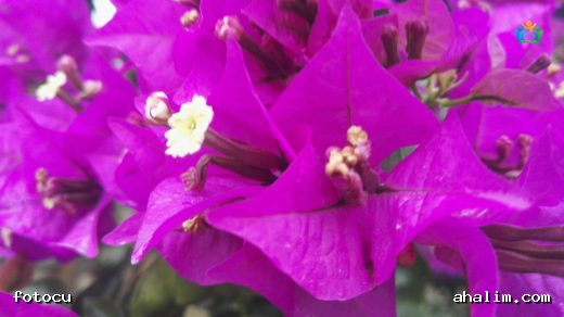 Begonvil (Bougainvillea glabra Choisy): Renkli Dokunuşlarla Bahçenizi Canlandırın — cover