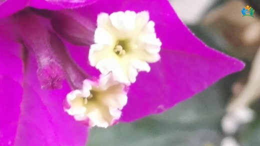 Begonvil (Bougainvillea glabra Choisy): Renkli Dokunuşlarla Bahçenizi Canlandırın — inline image