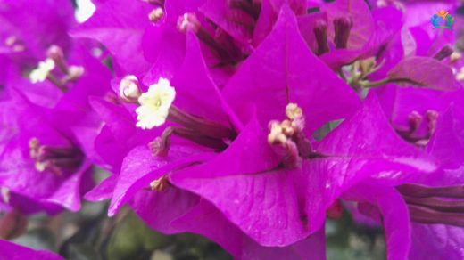 Begonvil (Bougainvillea glabra Choisy): Renkli Dokunuşlarla Bahçenizi Canlandırın — inline image