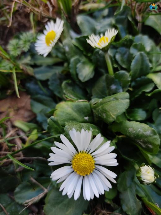 Bellis perennis L. — inline image