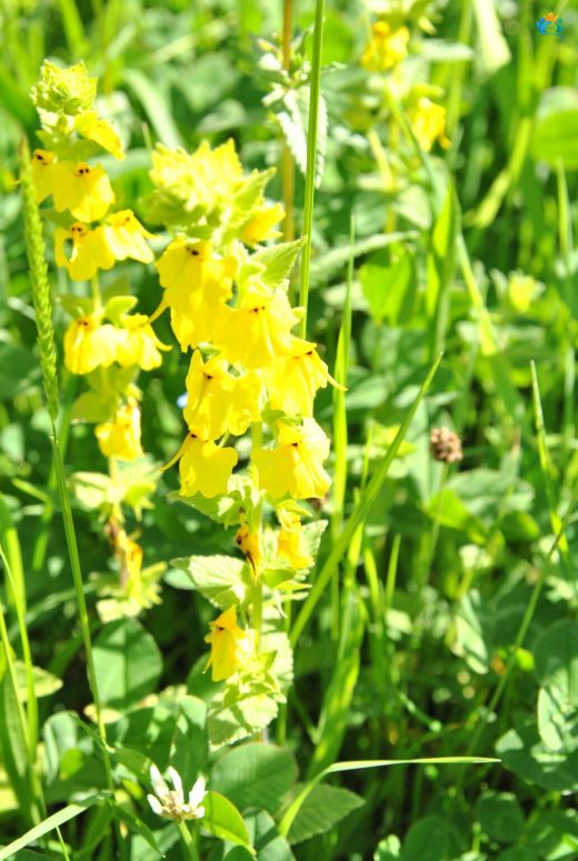 Benli Eğnik (Arnebia pulchra): Dağların Göz Alıcı Sarısı — inline image