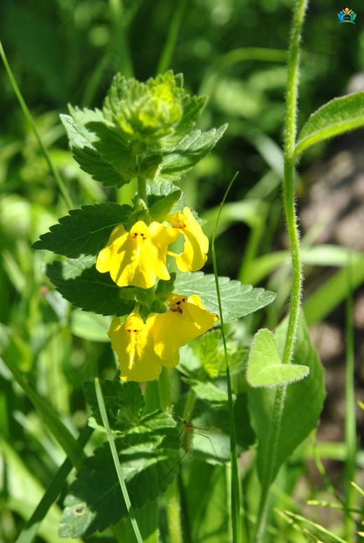 Benli Eğnik (Arnebia pulchra): Dağların Göz Alıcı Sarısı — inline image