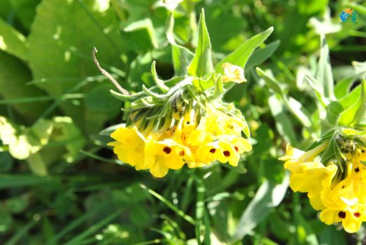 Benli Eğnik (Arnebia pulchra): Dağların Göz Alıcı Sarısı — inline image