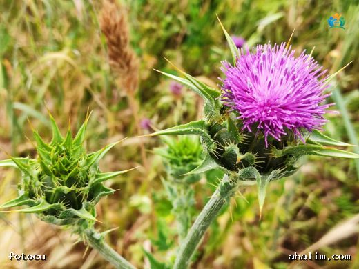 Beyaz Devedikeni (Carlina gummifera): Ege'nin Gizli Hazinesi — cover