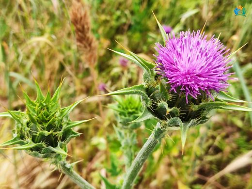 Beyaz Devedikeni (Carlina gummifera): Ege'nin Gizli Hazinesi — inline image