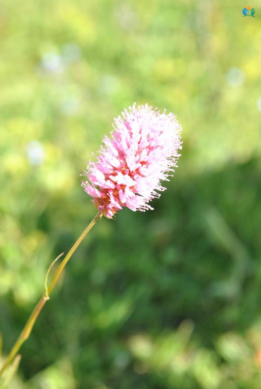 Bistorta officinalis: Geleneksel Tıbbın Değerli Bir Bitkisi — inline image
