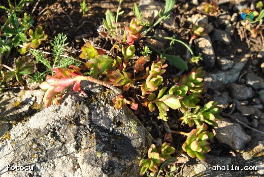 Bodur Damkoruğu (Sedum cespitosum): Kayaların Minik Süsü — cover