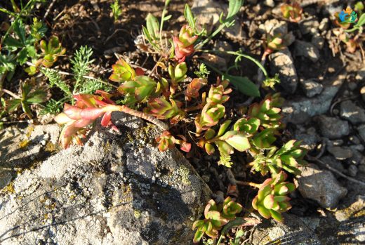 Bodur Damkoruğu (Sedum cespitosum): Kayaların Minik Süsü — inline image