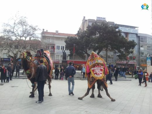 Burhaniye ve Deve Güreşleri: Türkiye'nin En Önemli Geleneklerinden Biri — inline image