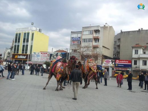 Burhaniye ve Deve Güreşleri: Türkiye'nin En Önemli Geleneklerinden Biri — inline image
