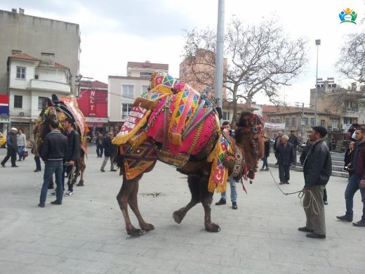 Burhaniye ve Deve Güreşleri: Türkiye'nin En Önemli Geleneklerinden Biri — inline image