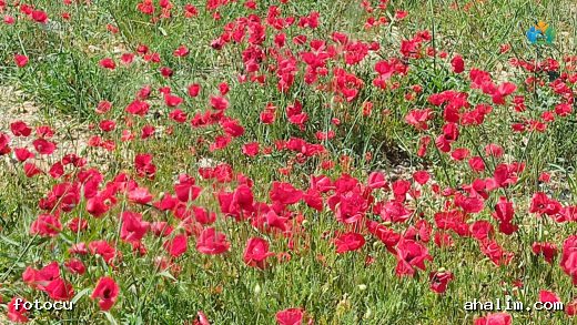 Burhaniye'nin Kırmızı Dansı: Gelincik (Papaver rhoeas) — cover