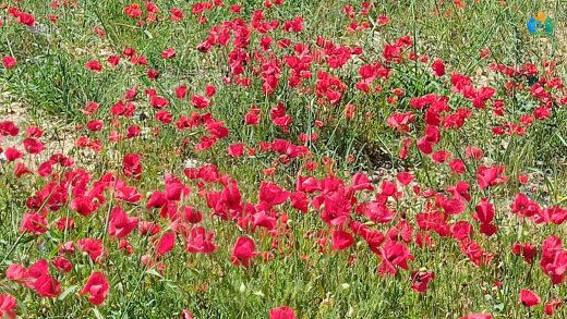 Burhaniye'nin Kırmızı Dansı: Gelincik (Papaver rhoeas) — inline image