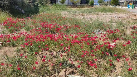 Burhaniye'nin Kırmızı Dansı: Gelincik (Papaver rhoeas) — inline image