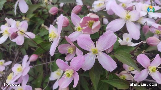 Bursa Bahçelerini Saran Pembe Bulut: Dağ Sarmaşığı (Clematis montana) — cover