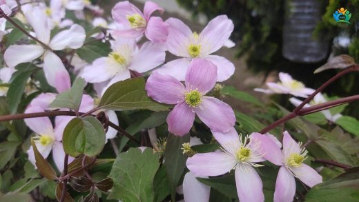 Bursa Bahçelerini Saran Pembe Bulut: Dağ Sarmaşığı (Clematis montana) — inline image
