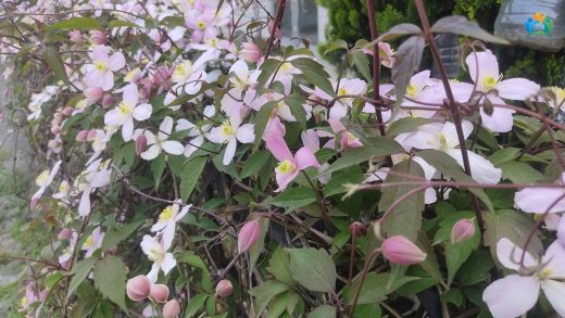 Bursa Bahçelerini Saran Pembe Bulut: Dağ Sarmaşığı (Clematis montana) — inline image