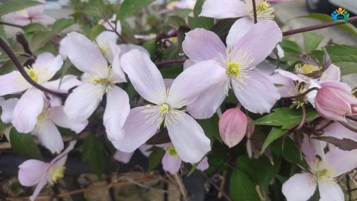 Bursa Bahçelerini Saran Pembe Bulut: Dağ Sarmaşığı (Clematis montana) — inline image