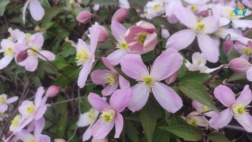 Bursa Bahçelerini Saran Pembe Bulut: Dağ Sarmaşığı (Clematis montana) — inline image