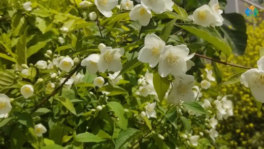 Bursa Bahçelerinin Beyaz Kokusu: Kokulu Filbahri (Philadelphus coronarius) — inline image