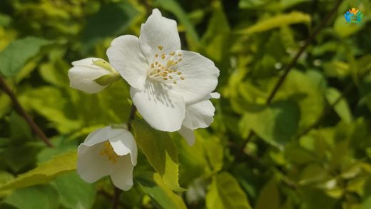 Bursa Bahçelerinin Beyaz Kokusu: Kokulu Filbahri (Philadelphus coronarius) — inline image