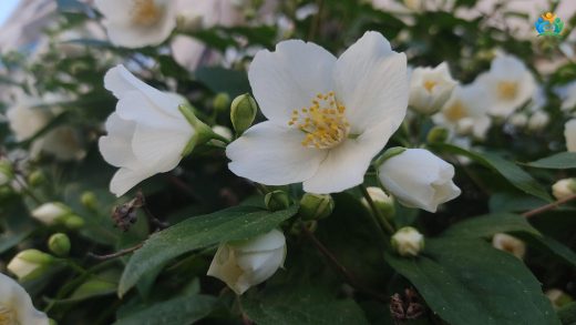 Bursa Bahçelerinin Beyaz Kokusu: Kokulu Filbahri (Philadelphus coronarius) — inline image