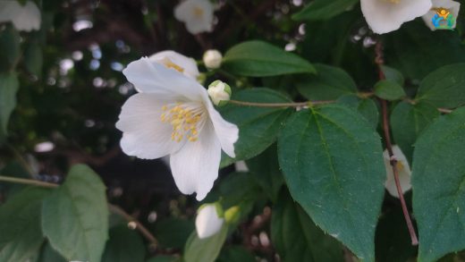 Bursa Bahçelerinin Beyaz Kokusu: Kokulu Filbahri (Philadelphus coronarius) — inline image