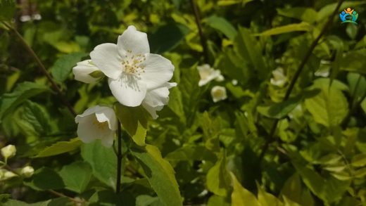 Bursa Bahçelerinin Beyaz Kokusu: Kokulu Filbahri (Philadelphus coronarius) — inline image