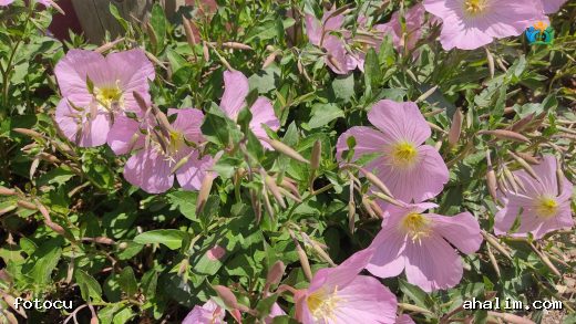Bursa'nın Pembe Rüyası: Dört Yapraklı Çuha Çiçeği (Oenothera tetraptera) — cover