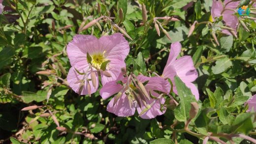 Bursa'nın Pembe Rüyası: Dört Yapraklı Çuha Çiçeği (Oenothera tetraptera) — inline image