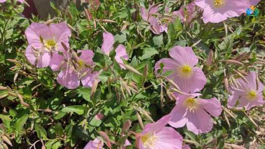 Bursa'nın Pembe Rüyası: Dört Yapraklı Çuha Çiçeği (Oenothera tetraptera) — inline image