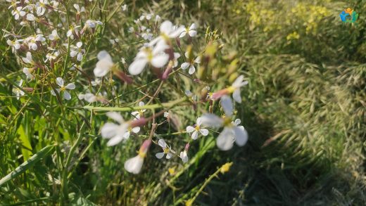 Bursa'nın Yollarında Bir Lezzet: Yabani Turp (Raphanus sativus var. oleiformis) — inline image