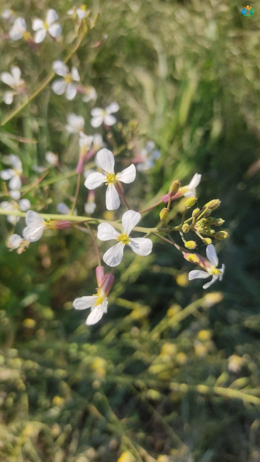 Bursa'nın Yollarında Bir Lezzet: Yabani Turp (Raphanus sativus var. oleiformis) — inline image