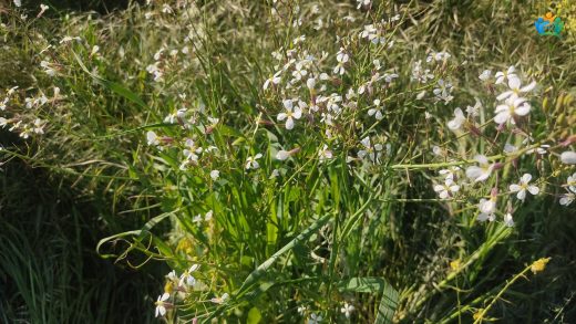 Bursa'nın Yollarında Bir Lezzet: Yabani Turp (Raphanus sativus var. oleiformis) — inline image