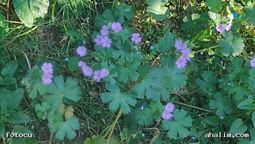 Bursa'nın Zarif Moru: Pirene Turnagagası (Geranium pyrenaicum) — cover