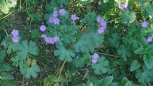 Bursa'nın Zarif Moru: Pirene Turnagagası (Geranium pyrenaicum) — inline image