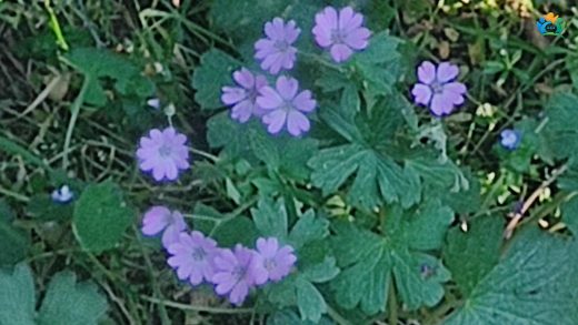 Bursa'nın Zarif Moru: Pirene Turnagagası (Geranium pyrenaicum) — inline image