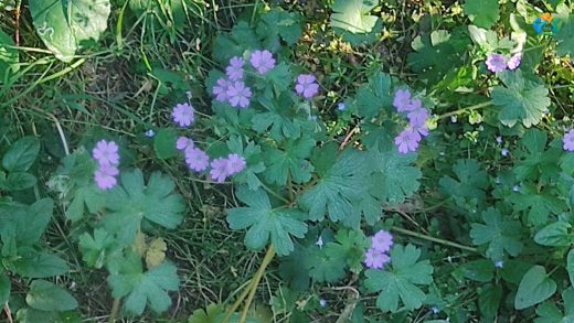 Bursa'nın Zarif Moru: Pirene Turnagagası (Geranium pyrenaicum) — inline image