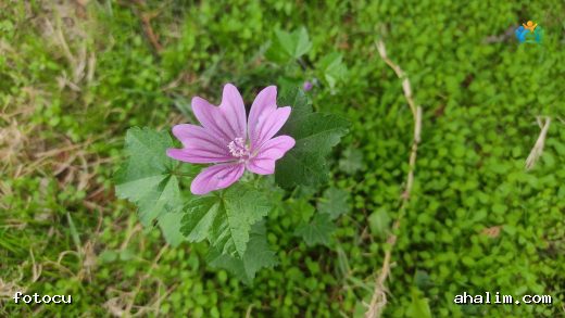 Büyük Ebegümeci (Malva sylvestris) Hakkında Kapsamlı Bilgi — cover