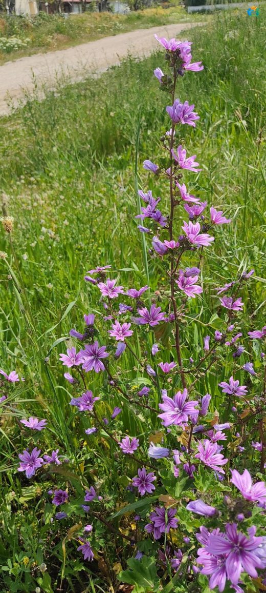 Büyük Ebegümeci (Malva sylvestris) Hakkında Kapsamlı Bilgi — inline image