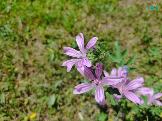 Büyük Ebegümeci (Malva sylvestris) Hakkında Kapsamlı Bilgi — inline image