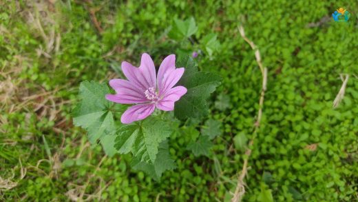 Büyük Ebegümeci (Malva sylvestris) Hakkında Kapsamlı Bilgi — inline image