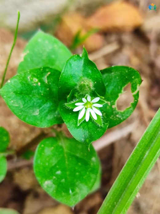 Büyük Yıldızotu (Stellaria neglecta): Gölgeli Yerlerin Sakin Sakin Bitkisi — inline image