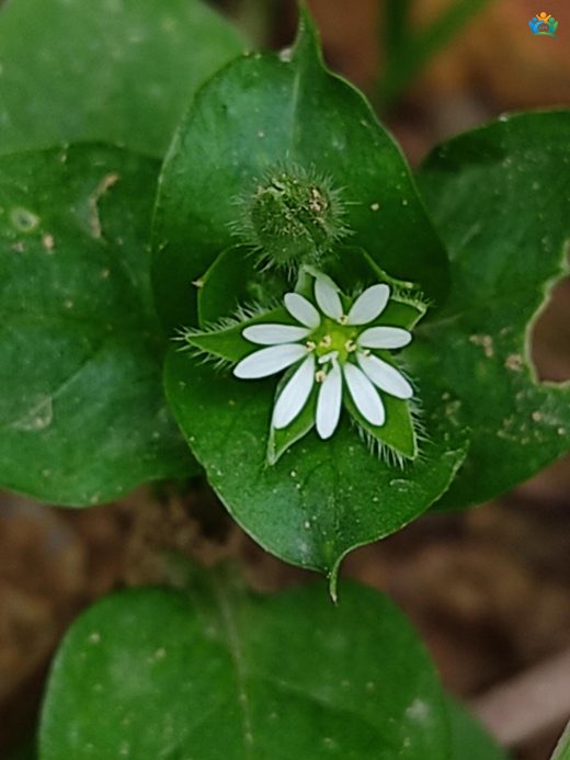 Büyük Yıldızotu (Stellaria neglecta): Gölgeli Yerlerin Sakin Sakin Bitkisi — inline image