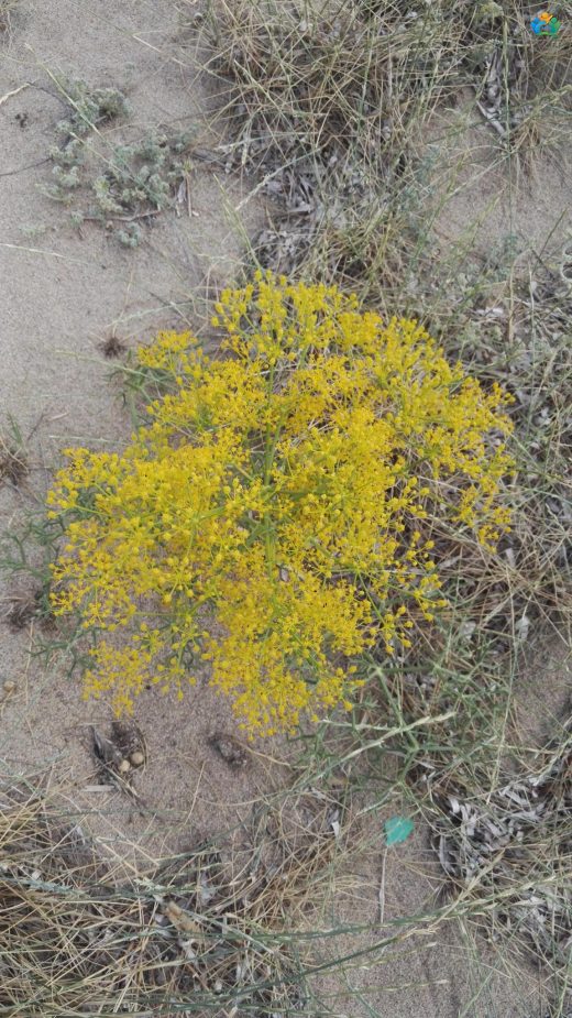 Cachrys libanotis: Akdeniz'in Gizemli Bitkisi — inline image