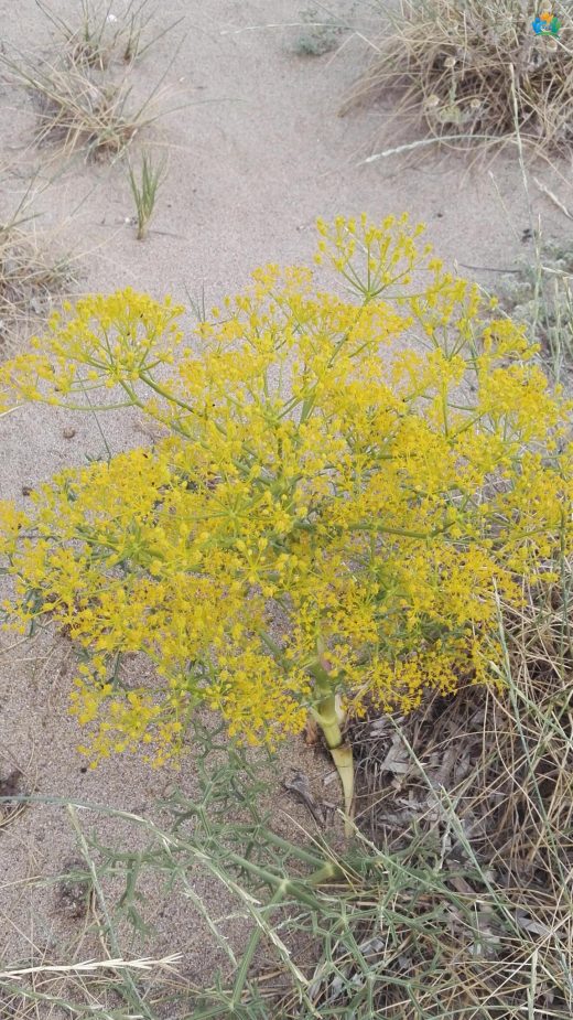 Cachrys libanotis: Akdeniz'in Gizemli Bitkisi — inline image