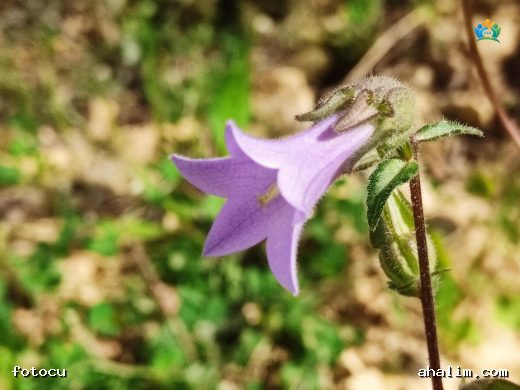 Campanula speciosa Pourr. (Gösterişli Çan Çiçeği): Bahçelerin Ziyneti — cover