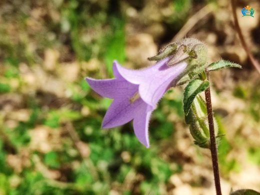 Campanula speciosa Pourr. (Gösterişli Çan Çiçeği): Bahçelerin Ziyneti — inline image