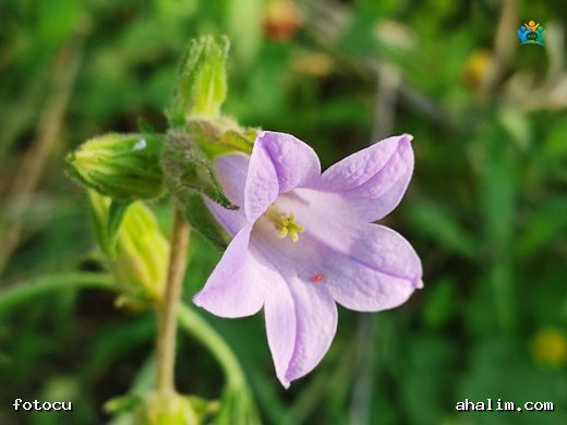 Çan Çiçeği (Campanula lyrata): Türkiye'nin Endemik Güzelliği — cover